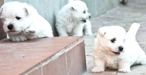 Vand pui west highland white terrier cu pedigree foto