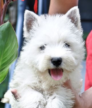 Vand pui westie cu pedigree