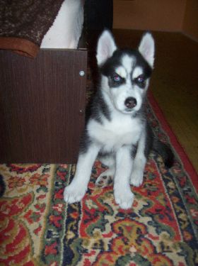 Vand puiuti HUSKY SIBERIAN