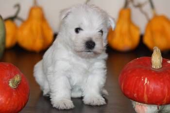 Westie de la crescator, Canisa Sissi