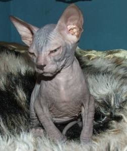 Unicat in Romania Pisici din rasa Don Sphynx