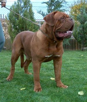 Dog de Bordeaux cu pedigree