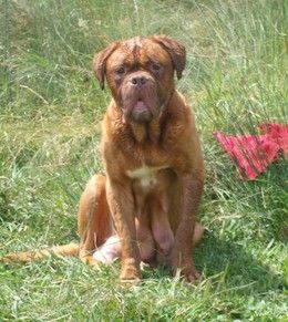 Vand pui Dogue de Bordeaux femele 1000-1200 lei