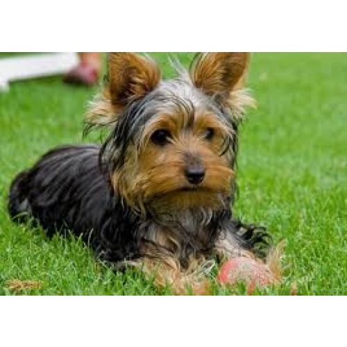 Yorkshire terrier