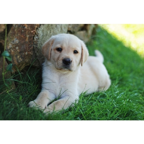 VAND CATEI LABRADOR RETRIEVER