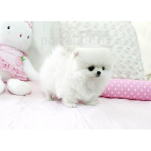 pomeranian