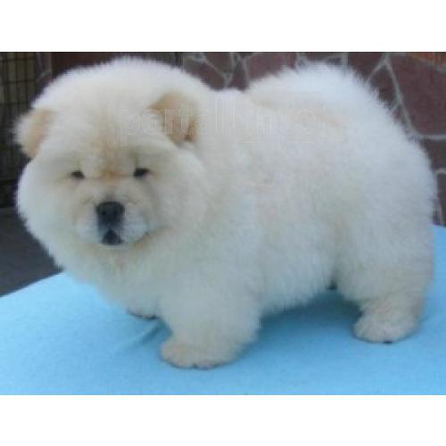 S?N?TATE CHOW CHOW CHOW PENTRU ADOPTARE