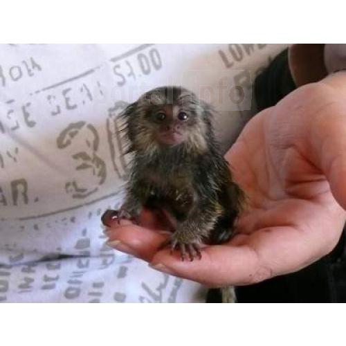 Maimu?e Marmosets sunt disponibile acum