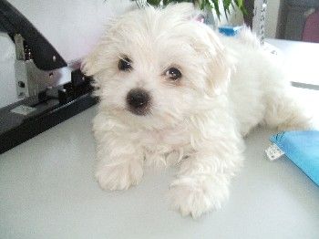 bichon maltez albi