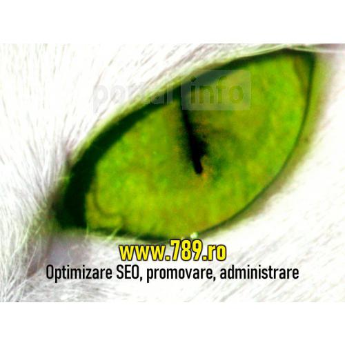 Optimizare SEO Timisoara promovare site