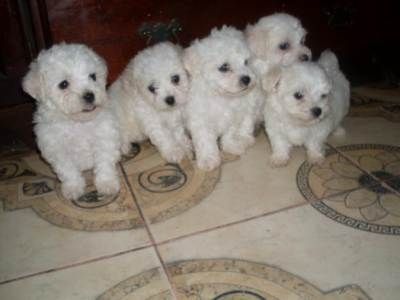 Bichon Bolognese 220 euro