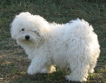 Bolognese  Bichon pui