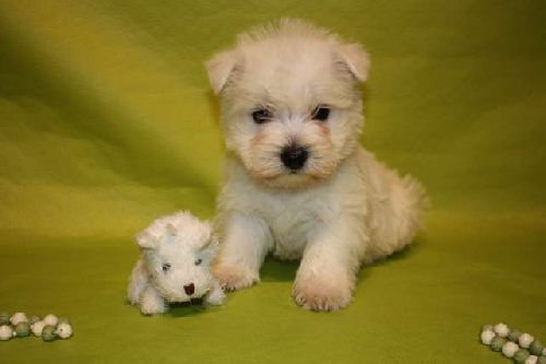 Westie de vanzare in Mures 900 ron