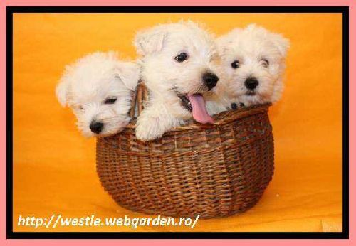 Westie