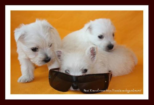 Westie de vanzare din Mures 900 ron